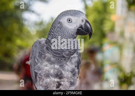 African Grey Parrot con testa ruotata lateralmente - primo piano con messa a fuoco su testa e occhi - messa a fuoco selettiva con bokeh sfondo - spazio per la copia Foto Stock