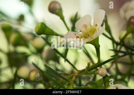 WA19474-00...WASHINGTON - un delicato fiore di cera bianca. Foto Stock