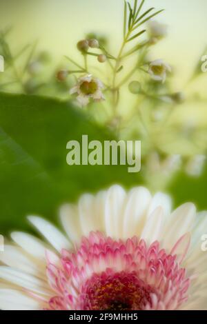 WA19481-00...WASHINGTON - piccoli fiori di cera sopra un fiore di Gerbara rosa e bianco. Fotografato con un velluto Lensbaby 85. Foto Stock