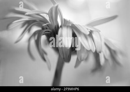 WA19490-00...WASHINGTON - i petali colorati di una Gerbera in piena fioritura visti in bianco e nero. Immagine fotografata con un velluto Lensbaby 85. Foto Stock