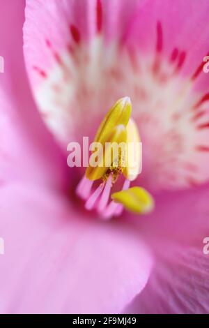 Macro alstroemeria fiori giglio e leggeri petali rosa tenera Foto Stock