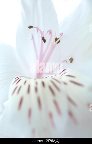 Sfondo floreale bianco con petali di fiori di alstroemeria con macchie rosse Foto Stock