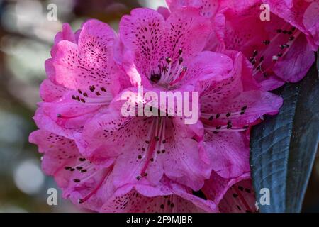 Primo piano di rododendro rosa-viola in primavera Foto Stock