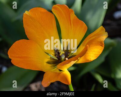 Primo piano di arancione Tulip Daydream Foto Stock