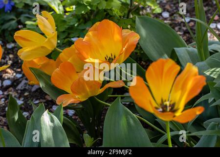 Vivace arancione Tulip Daydream al confine con la primavera Foto Stock