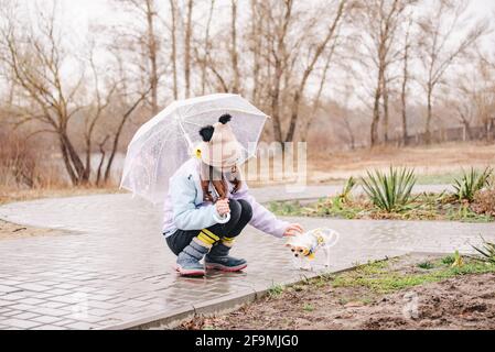 Bella ragazza con cane chihuahua sulla natura. Una ragazza adolescente e vestito cane in tempo piovoso sotto un ombrello. Cane cucciolo Foto Stock