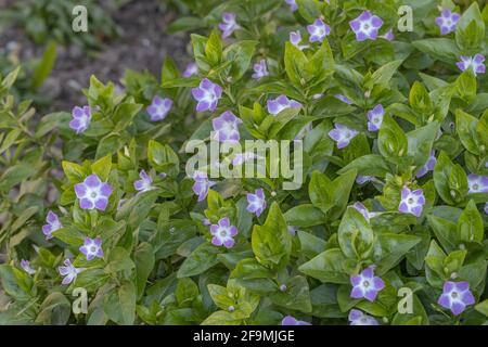 Messa di Vinca Jenny Pym in primavera Foto Stock