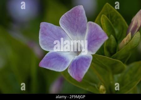 Primo piano fiore singolo di Vinca Jenny Pym Foto Stock