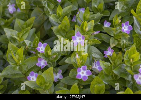 Messa di Vinca Jenny Pym in primavera Foto Stock