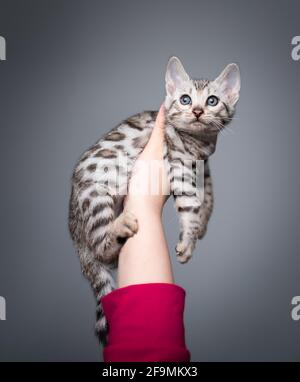 mano di una donna che indossa un maglione rosa che tiene 8 settimana vecchio nero argento tabby rosetted gattino bengala guardando in su curiosamente Foto Stock