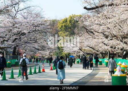 Tokyo, Giappone - Mar 24 2021 - fioritura dei ciliegi (Sakura) al Parco Ueno di Tokyo, Giappone. Foto Stock