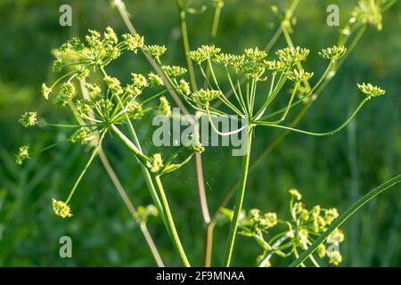 Heracleum sosnowskyi, zizzone di Sosnowsky, teste giganti di semi di pastinaca di mucca, una famiglia di piante velenose Apiaceae su un prato contro l'erba con Graphoso Foto Stock