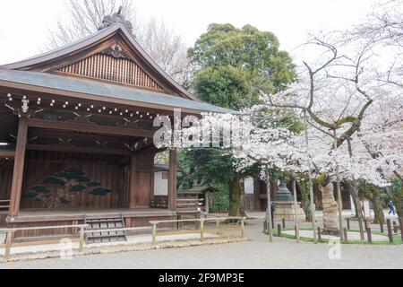 Assaggia l'albero della fioritura dei ciliegi di Somi-Yoshino presso il santuario Yasukuni a Chiyoda, Tokyo, Giappone. Albero campione osservato dall'Agenzia Meteorologica Giapponese. Foto Stock