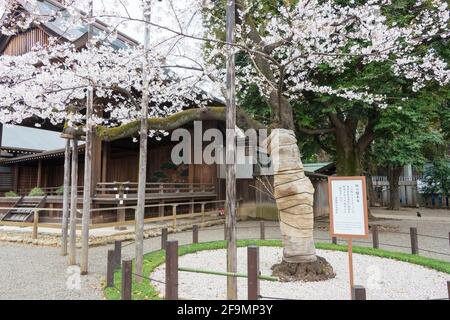 Assaggia l'albero della fioritura dei ciliegi di Somi-Yoshino presso il santuario Yasukuni a Chiyoda, Tokyo, Giappone. Albero campione osservato dall'Agenzia Meteorologica Giapponese. Foto Stock