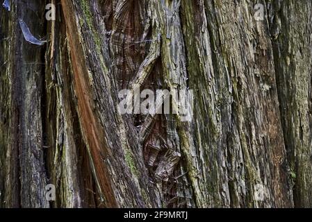 Corteccia gnarly di albero di sequoia gigante in California del nord Foto Stock