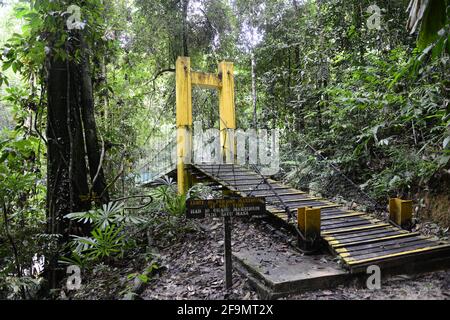 Camminando attraverso la foresta pluviale nel Parco Nazionale di Lambir Hills a Sarawak. Foto Stock