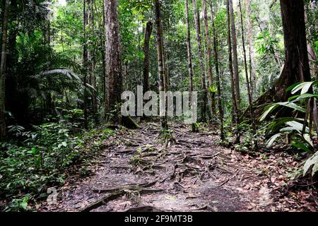 Camminando attraverso la foresta pluviale nel Parco Nazionale di Lambir Hills a Sarawak. Foto Stock