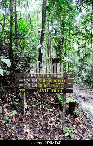 Lambir Hills National Park a Sarawak, Malesia. Foto Stock