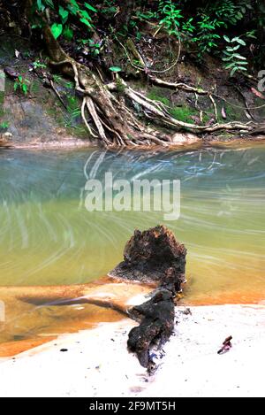 Lambir Hills National Park a Sarawak, Malesia. Foto Stock