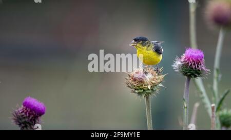 Blackbird Colorado a testa gialla, arroccato su fiori selvatici Foto Stock