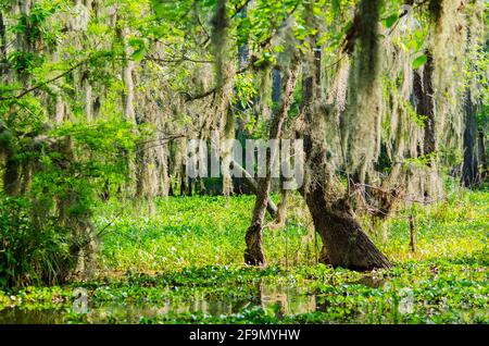 Palude di Atchafalaya con cipressi calvi, distichum di Taxodium, con muschio spagnolo, usneoides di Tillandsia e giacinto d'acqua comune. Louisiana, Stati Uniti Foto Stock