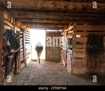 WY04121-00...WYOMING - Cavallo lasciando il granaio sulla Willow Creek Ranch. Foto Stock