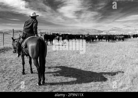 WY04147-00-BW...WYOMING - bovini round up sul Willow Creek Ranch. Foto Stock