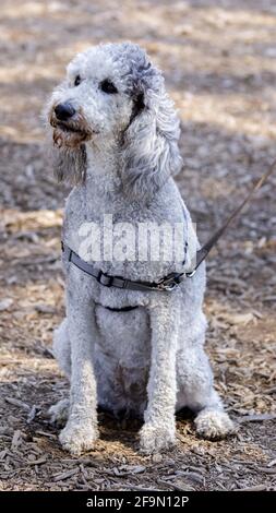 3 anni di età, argento platino Phantom standard Poodle femmina. Parco per cani fuori dal guinzaglio nel nord della California. Foto Stock
