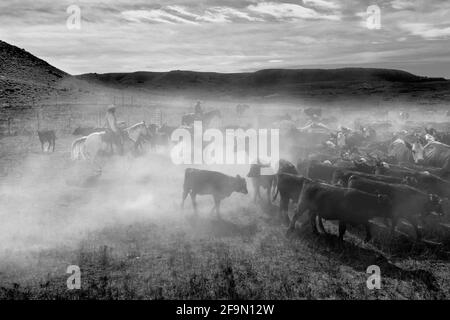 WY04148-00-BW...WYONING - unità di bestiame sul Willow Creek Ranch. Foto Stock