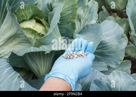 Coltivatore mano in guanto di gomma tiene fertilizzante chimico per dare ad un cavolo verde nel giardino. Foto Stock