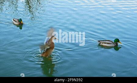 Gruppo di anatre mallard che galleggiano sul fiume in primavera, modello artistico Foto Stock