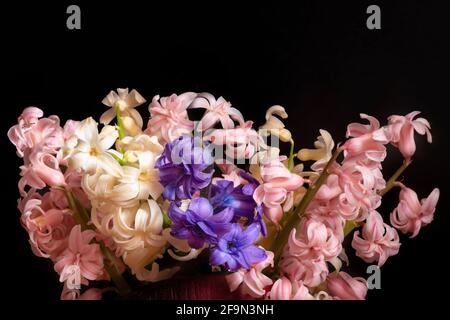Bouquet di fiori di Giacinto in tre colori, su sfondo nero Foto Stock