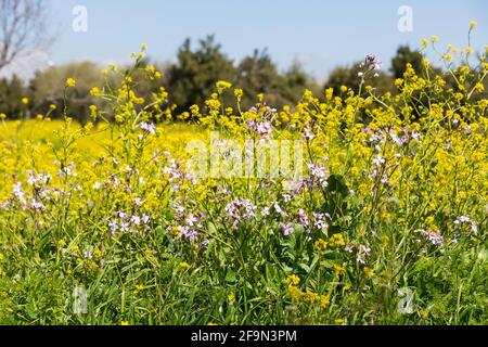 Prato con fiori in fiore e alberi contro il cielo. Israele Foto Stock