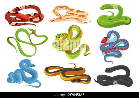 Serpenti, serpenti tropicali isolati su sfondo bianco. mamba nero, serpente di latte scarlatto, garter californiano dal lato rosso, pitone di albero verde, salazar trimeresurus e isolari blu. Set di cartoni animati vettoriali Illustrazione Vettoriale