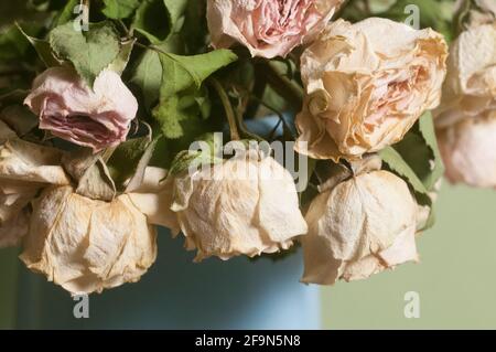 Petali di rosa secchi, macro shot, fuoco locale Foto Stock