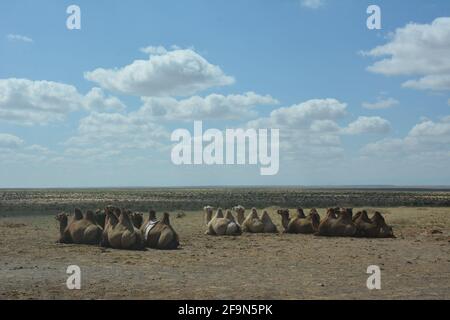 Cammelli Bactrian per escursioni in cammello turistico vicino alle dune di sabbia di Moltsog Els, deserto di Gobi, Mongolia. Foto Stock