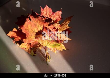 Bouquet secco di foglie d'acero d'autunno legato con cordoncino sul beige Foto Stock