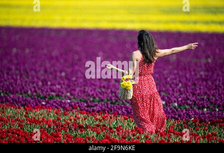 Marcia da Norwich cammina tra migliaia di tulipani che sono scoppiati a colori nei campi vicino a King's Lynn a Norfolk. Data immagine: Lunedì 19 aprile 2021. Foto Stock