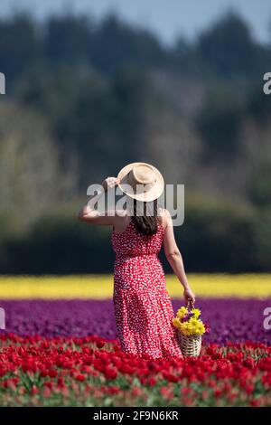 Marcia da Norwich cammina lungo file di tulipani che sono scoppiati a colori nei campi vicino a King's Lynn a Norfolk. Data immagine: Lunedì 19 aprile 2021. Foto Stock