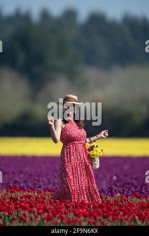 Marcia da Norwich cammina lungo file di tulipani che sono scoppiati a colori nei campi vicino a King's Lynn a Norfolk. Data immagine: Lunedì 19 aprile 2021. Foto Stock