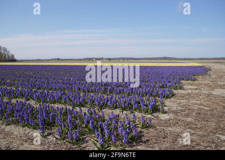 Campi di giacinti comuni blu e gialli, giacinti da giardino (Hyacinthus orientalis), vicino al villaggio nord-olandese di Bergen in primavera. Foto Stock