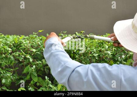 Giardiniere tagliando siepe con cesoie per erba Foto Stock