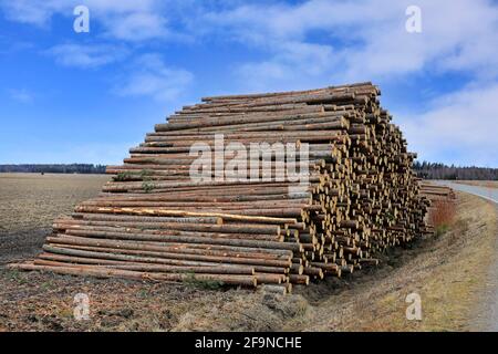 Grande pila di tronchi di abete rosso per legno di pulpwood in attesa di trasporto alla segheria. Finlandia, aprile 2021. Foto Stock