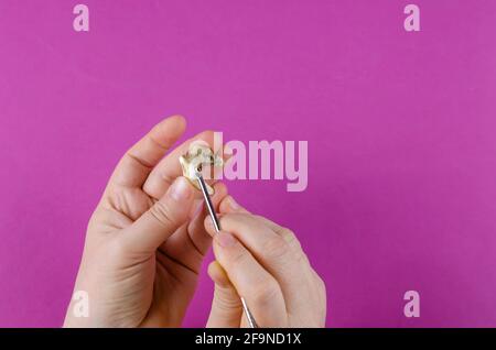 Dente animale grande, mani femminili e raschietto dentale su sfondo magenta. Primo piano del molare del cane che è caduto fuori. Donna dimostra scheggiato torta Foto Stock