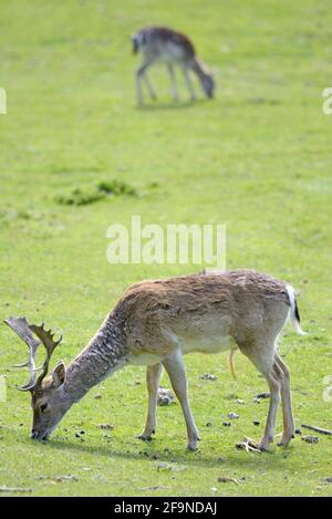 Allow Deer (Dama dama) a Boughton Monchelsea deerpark. Regno Unito, Kent, fine giugno. Stag / feedding maschile in primo piano - femmina / hind in background Foto Stock