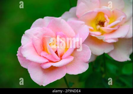 Belle rose rosa su sfondo sfocato. Foto Stock