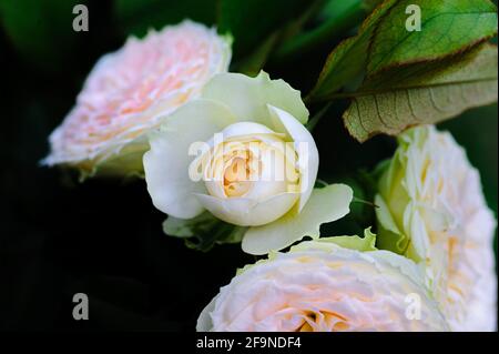 Bel colore morbido delle rose rosa e bianche su sfondo sfocato. Foto Stock