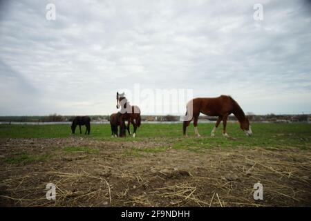 I cavalli pascolano in un campo in una giornata primaverile Foto Stock