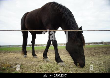 Il cavallo nero mangia erba in vicino alla recinzione su un nuvoloso giorno di primavera Foto Stock