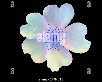Rosa cane con resistenza blu isolato su sfondo nero Foto Stock